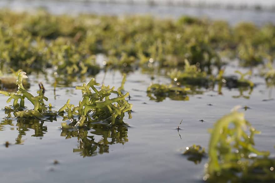 benefits of marine seaweed for the face
